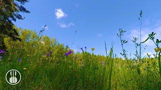 Flowery Meadow on a Sunny Day  Relaxing Spring Nature Ambience  Healing Sounds of Windy Morning