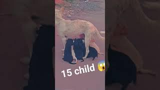 15 child feeding mother  #mother #feeding #milk #dog #shockdog