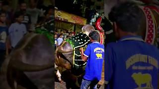 Most dangerous kankrej ox unloading #shorts #kankarej #kankrej #viral #trending #ytshorts