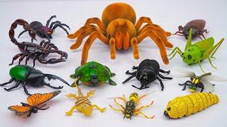 ZURU ROBO ALIVE COLLECTION | UNBOXING Robot Tarantula, New Robo Alive Giant creepers | ASMR