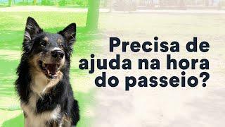 Dificuldades para passear com cachorro? Confira dicas | Petz TV Comportamento