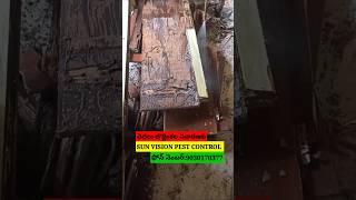 #house #construction #cockrochcontrol #pestcontrol #ratcontrol