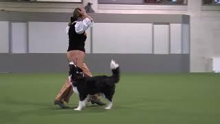 Swiss OEC DogDance 2018