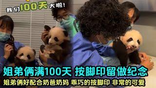 11月23日 盈盈双胞胎100日，奶爸奶妈给姐弟两印脚印留作纪念#판다 #panda #大熊猫盈盈 #大熊猫乐乐 #香港大熊猫