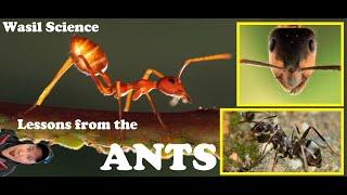 Wasil Science: Lessons from the Ant!