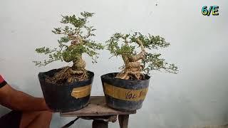 số/E/ Cần Giao lưu. đủ loại kiểng Bonsai (giá rẻ) Bao Síp Toàn Quốc