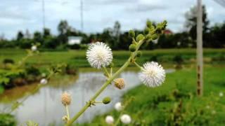 Free Bicyle Tour: Cam Kim, Hoi An