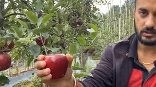 Latest Delicious and Gala Apple varieties and their suitable elevation