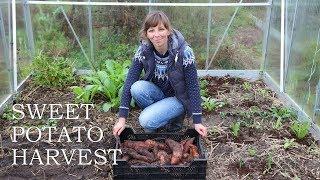 Sweet potato harvest