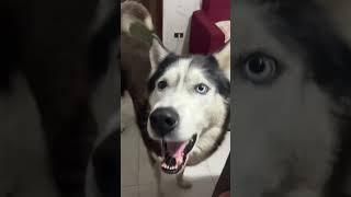 I've never heard a husky actually sound italian...