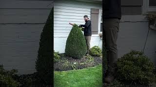 Black vs red mulch!? #boost #curbappeal #mulch #mulching #flowers #landscape #beforeandafter #diy