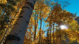 Autumn in Mammoth