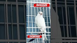 Canário professor cantando muito #canariobelga #bird #canarybirds #canaries