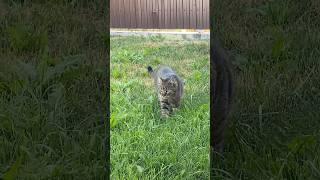 #shortvideo #catlover #youtube #youtubeshorts #кошки #cat #котик #funny #смешныевидео