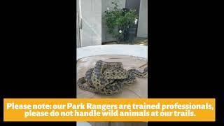 Menifee Park Ranger Snake Video