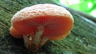 Rhodotus palmatus