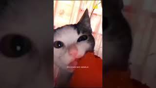 Cat Funny Moment| Poocha Sir Official |  | Shorts #shortsvideo #viralshorts