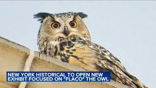 New York Historical Society to open new exhibit focused on 'Flaco' the owl