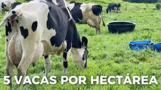 LA MEJOR GENÉTICA DE VACAS LECHERAS HOLSTEIN QUE HE VISTO EN PASTOREO - EL HATO, COLOMBIA 