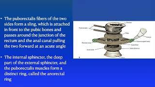 Anal canal anatomy