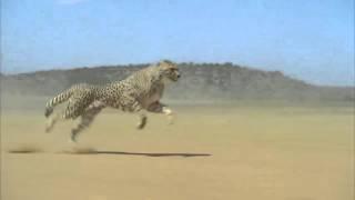 Cheetah running reference