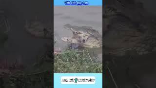Chú chó bị cá sấu căn #giaitri #funny #thinhhanh#thucung
