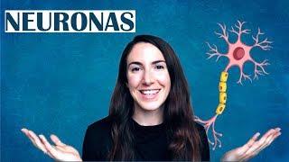 Qué son las neuronas - El diccionario del cerebro