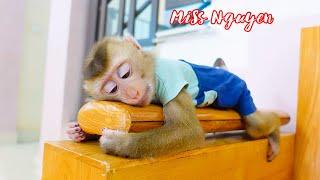 Monkey Pupu misses and waits for baby Nguyen