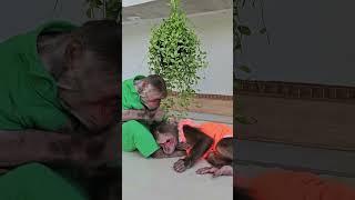 So touching! Monkey Kuku shows special affection for Mimi