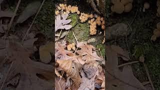 Edible of mushrooms  founded at park, Can I eat these?