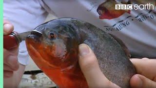 Holding a Red Bellied Piranha | Ultimate Killers | BBC Earth