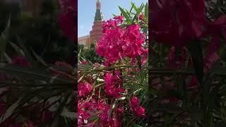 На Манежной площади сейчас очень красиво — там открылся Гастрофестиваль.