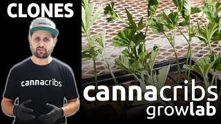 Advanced Cloning Methods for Commercial Cannabis Growers