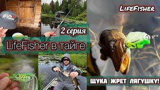 LifeFisher в тайге. 2 серия. Щука жрет лягушку! Река Модлона. Парюсь в бане и пью воду из реки!