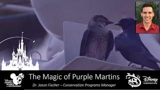 The magic of Purple Martins