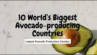 History of avocado production | Which Country Produces the Most Avocados | 60 Second