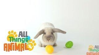 * RABBIT * | Animals For Kids | All Things Animal TV