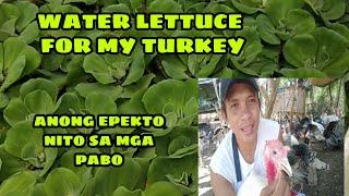 2.24 MAGPAKAIN TAYO NG WATER LETTUCE SATING PABO KASAMA ANG AZOLLA AT DUCKWEED,Masamang epekto nito