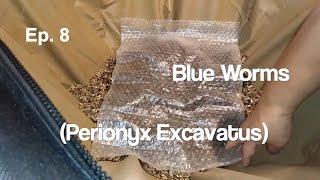 Blue Worms Compost Corn, Apple & Lettuce - Perionyx Excavatus - Urban Worm Bag v2 - Ep 8