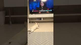 제발‼️ 같이 보자‼️ #심야괴담회 #무서운이야기실화 #재밌어 #프렌치불독 #frenchbulldog