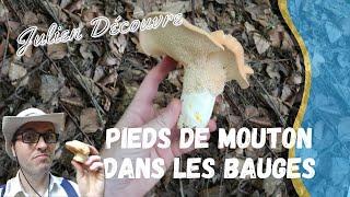 Des pieds de Mouton en Savoie