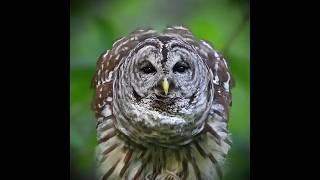 The sounds you feel #Abdalrhman_Nader_Habib #Viral_videos  #animals