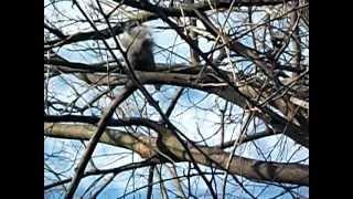 squirrel laughing:)