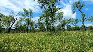 4k Birds and crickets singing in an old orchard   1 hour nature sounds