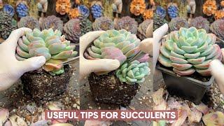 TOP 10 Succulent CARE Tips You Need To Know