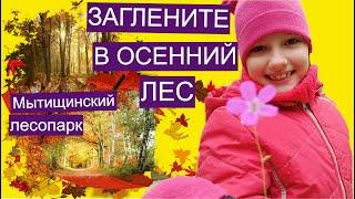 Загляните в осенний лес сентября.Прогулка в Мытищинский лесопарк.