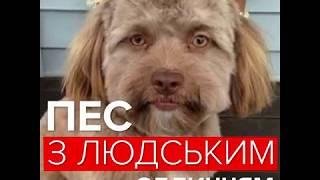 Пес з людським обличчям