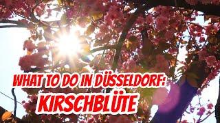 Top Sehenswürdigkeiten Düsseldorf: Kirschblüte さくら