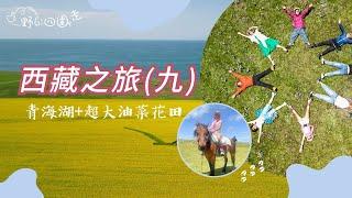 西藏之旅 | 西藏之旅小貼士 | 青海之旅 | 騎馬體驗 | 青海湖 | 航拍 | 油菜花田 | 一生人要去一次嘅地方