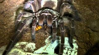 How to Tickle a Tarantula! (Goliath Edition!)